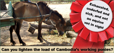 Cambodias working ponies